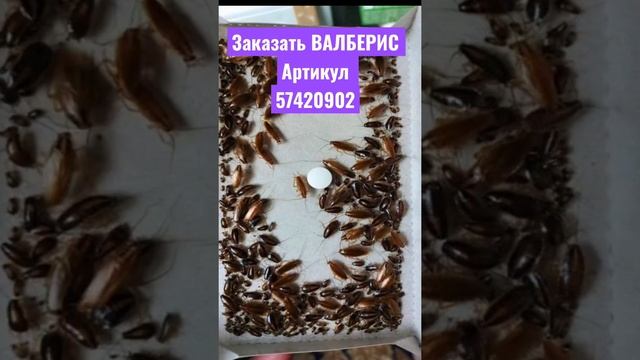 Как избавиться от тараканов лучшее средство от тараканов насекомых форссайт продаю на ВАЛБЕРИС купи смотреть онлайн