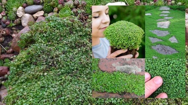 Микро мята - ползучий ароматный карлик смотреть онлайн