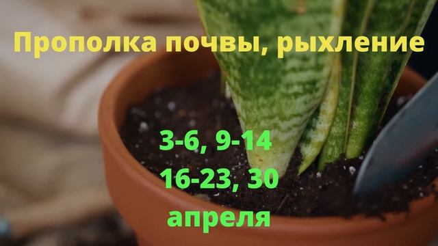 Лунный календарь цветовода на АПРЕЛЬ 2021 г 2 смотреть онлайн