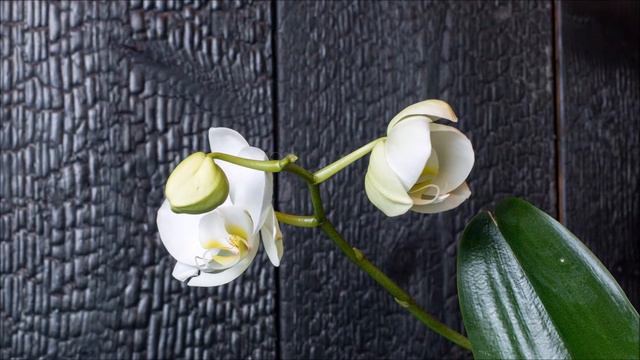 Timelapse Orchideen-Blüte смотреть онлайн