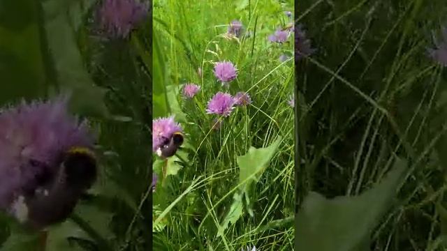 Лук Салатный Цветение. смотреть онлайн