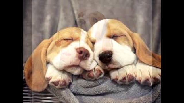 ПЕРВОЕ ВИДЕО НА КАНАЛЕ: My Bigl Djinka смотреть онлайн