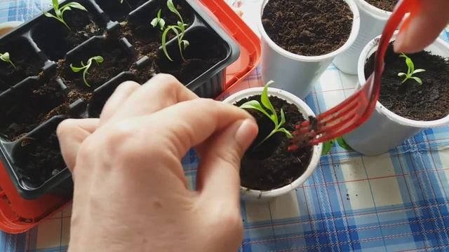 Флоксы. Когда и как пикировать рассаду флоксов смотреть онлайн