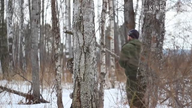 Чага гриб Карелии! Чага - что это за гриб! Чага загадочный гриб!