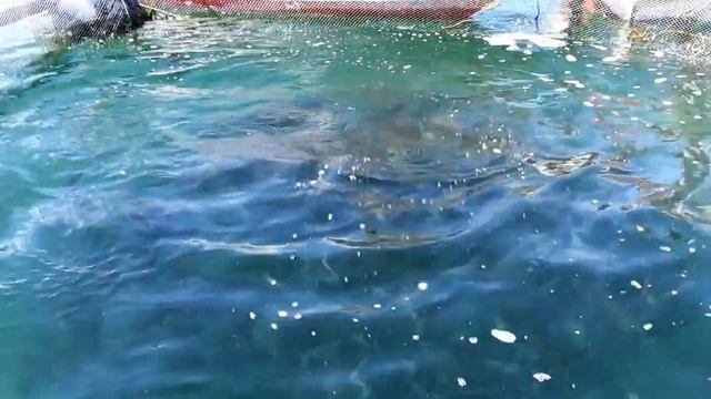 Fishing Lake Titicaca with the New St. Croix Legend Trek Rod смотреть онлайн