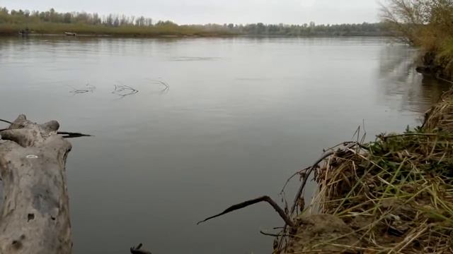 Бой жереха. Астрахань. смотреть онлайн