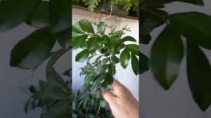 мурайя голландская.