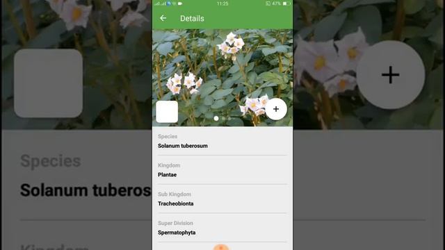 PlantSnap identifies a Potato (Solanum tuberosum) смотреть онлайн