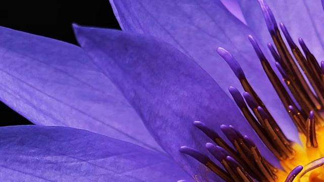 Music for meditation смотреть онлайн