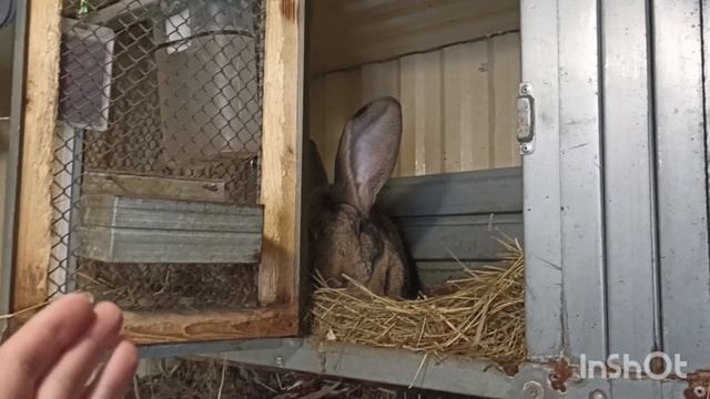 Фландры на Урале. Вес, комплекция и УШИ-ВЕРТОЛЕТЫ! #кроликивеликаны #кроликизимой #фландр смотреть онлайн