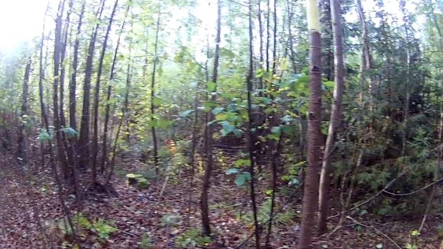 Михаил Бадисов. Рыбалка+. Попытка найти боровики.20.09.19 смотреть онлайн