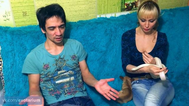 Как и где купить змею? смотреть онлайн