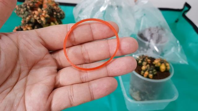 How to propagate and root your cactus pups смотреть онлайн