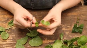 Агератум. Формировка и Черенкование для лучшего кущения растения.