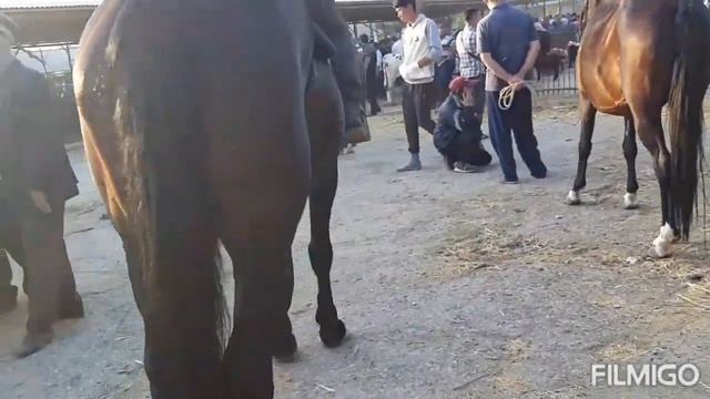 От бозор Таджикистан нов спитамен смотреть онлайн