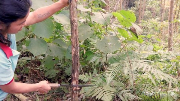 Fainted While Gathering Firewood in The Green Forest, Nhinh Was Rescued by a Kind-hearted Man