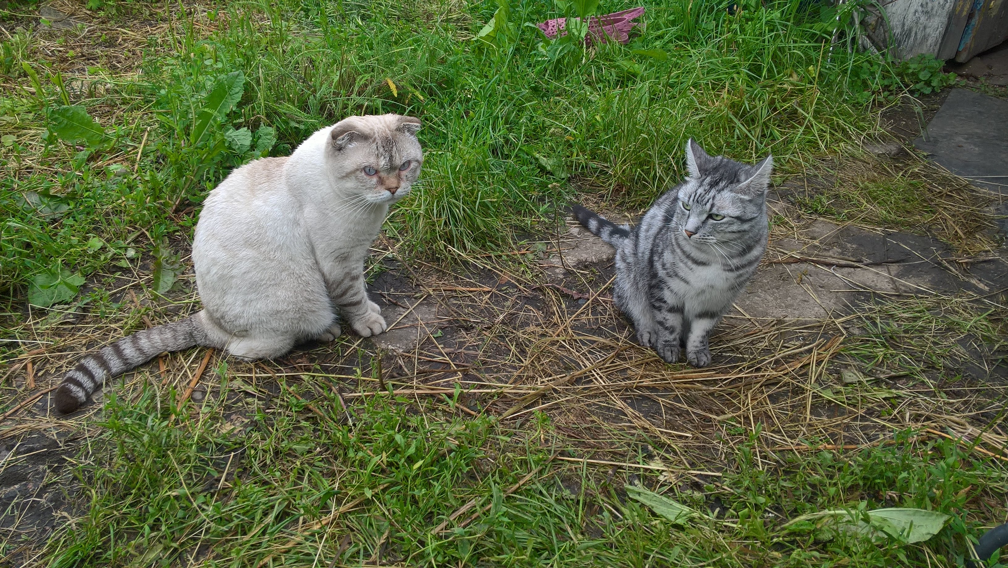 Дмитрий TV. В Память О Наших Любимых Котах Тихоне И Тимофее. На музыку Сергея Чекалина. смотреть онлайн