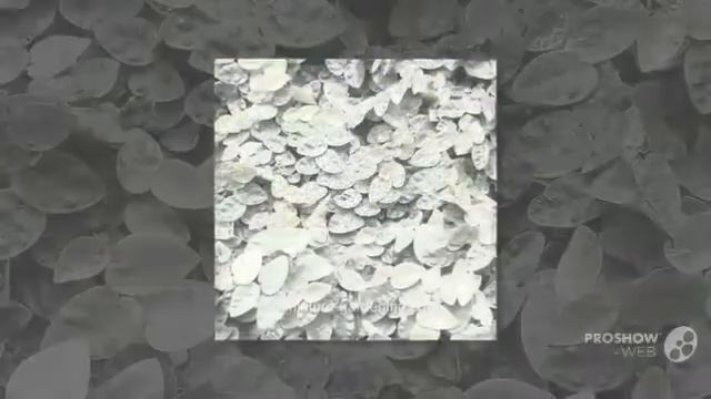 Ficus pumila - garden plants смотреть онлайн