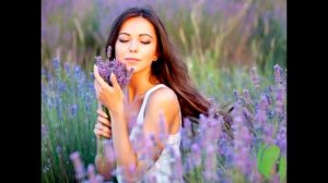 Эфирное масло лаванды Свойства и применение