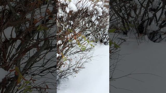 Зелёные листочки в январе 2024 года