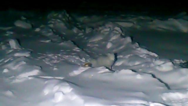 Песец смотреть онлайн