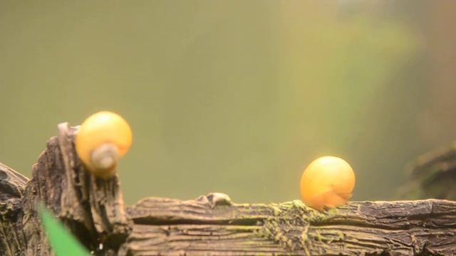 аквариумные улитки