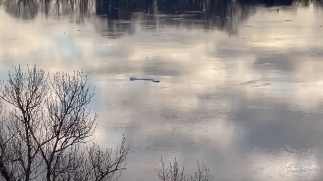 ВЫ ПОСАДИЛИ ПЕРЦЫ? А МЫ УЖЕ ВЫРАСТИЛИ! смотреть онлайн