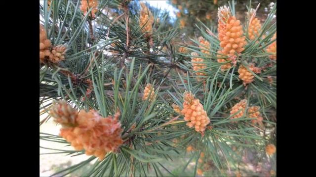 Скромные горные цветы смотреть онлайн