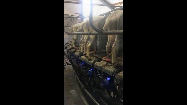 Доильный зал Карусель для коз Нидерланды смотреть онлайн