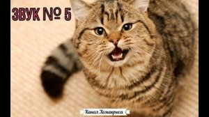 Мяуканье кошки взбесят твоего кота кошку и собаку  Раздражающие звуки  Неприятные противные звуки