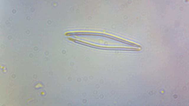 Диатомовые водоросли 3 смотреть онлайн