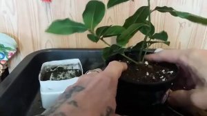 Почему чернеют листья Лавра? Why do the leaves of the Laurel turn black?