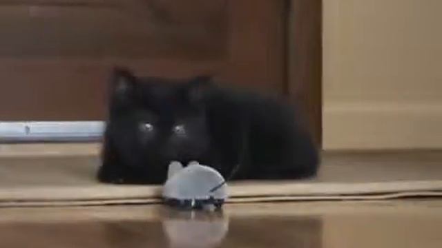 Радиоуправляемая мышка для кошки (www.glino.ru) смотреть онлайн