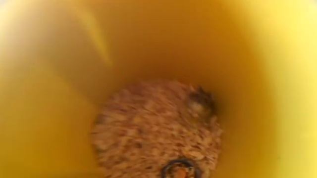 Джунгарский Хомяк Хома и его Семейство. Hamster and his family смотреть онлайн