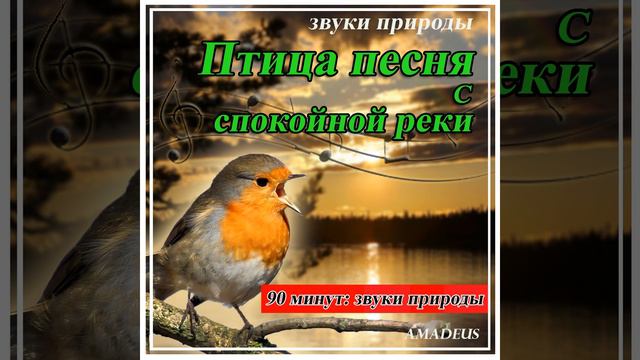 Птица песня с спокойной реки: звуки природы смотреть онлайн