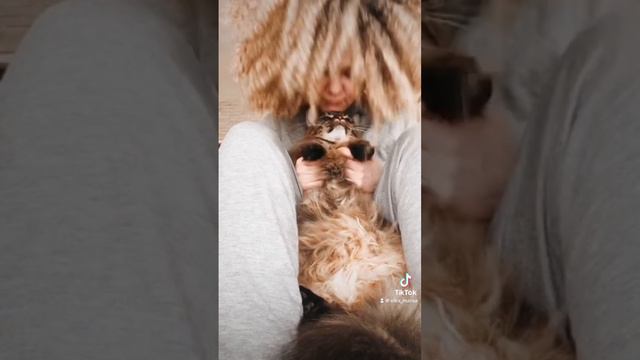 Самая любимая кошка #кот #cat #мейнкун #милыепитомцы смотреть онлайн