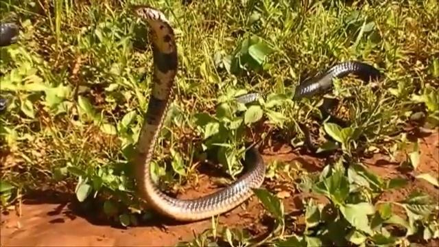 Forest Cobra (Naja Melanoleuca)   05 February 2018