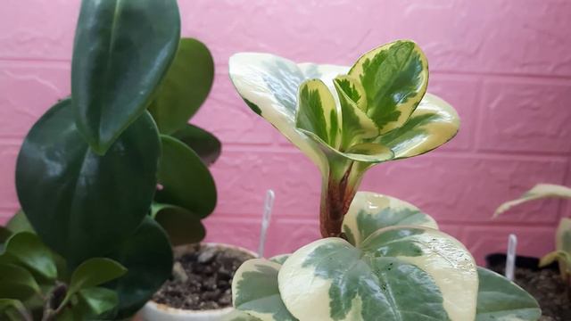 Неприхотливие пеперомии смотреть онлайн