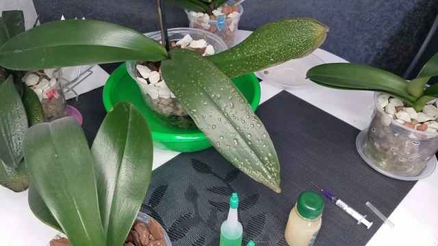 ?Полив моих растений с уникальным средством.☝️ Посмотрим, что из этого получиться.11.03.2021? смотреть онлайн