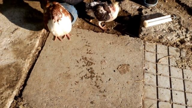 хранене на гълъби с помощта на спринцовка смотреть онлайн