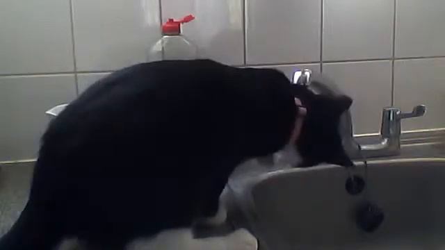 После обеда, кошка любит мыть лапки в воде смотреть онлайн