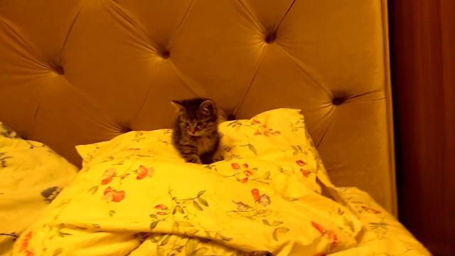 Котенок Мышка бегает по кровати. смотреть онлайн