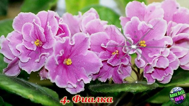 Как один цветок навсегда изменил её жизнь. смотреть онлайн