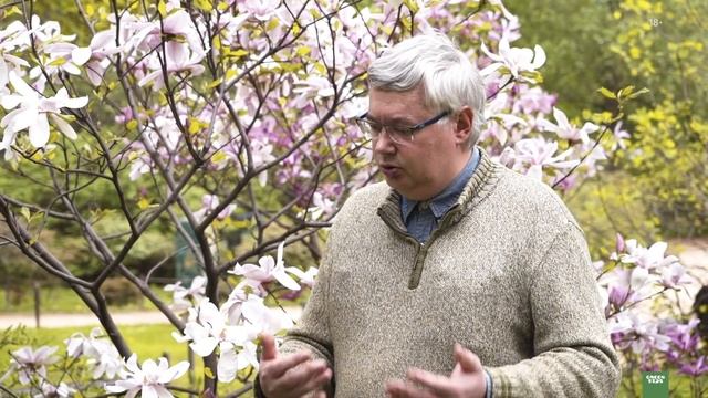 МАГНОЛИЯ. Уход за магнолией - топ 5 советов. смотреть онлайн