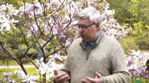 МАГНОЛИЯ. Уход за магнолией - топ 5 советов.