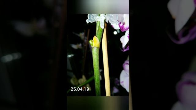 #Детка на цветоносе фаленопсиса #Хельсинки #деткаорхидеицветет смотреть онлайн