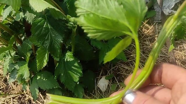 Ежевика сорт Вошито с большим сюрпризом.