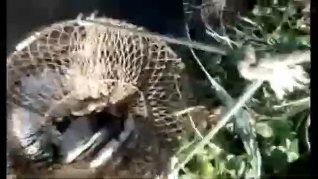 Рыбалка на Бриньковских каналах Краснодарский край смотреть онлайн