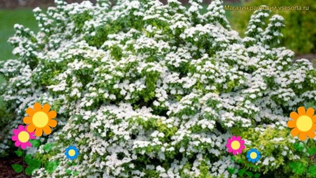 Спирея ниппонская Халвард Сильвер. Краткий обзор, описание Spiraea Nipponica Halward's Silver