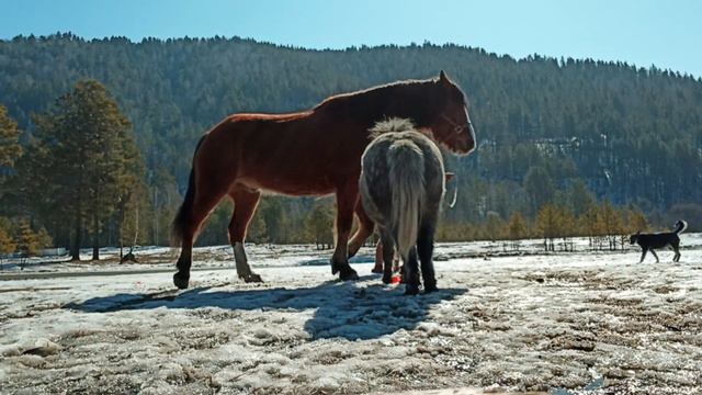 кто чем занят))) время на конюшне самое лучшее 🥰(4) смотреть онлайн